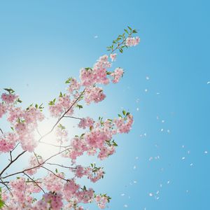 玩弄jaPen白女嫩少妇HD四川搡BB
